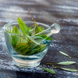 Extrakt ze zeleného čaje